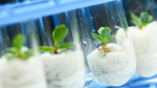 Biotechnology Growing Plants