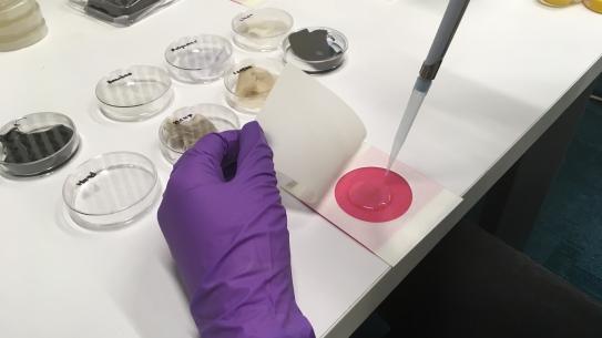 gloved hand and petri dishes