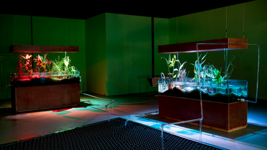 Three fish tanks filled with wetland species and one filled with sunshade balls